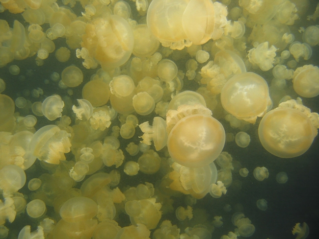 Jellyfish Lake In Pacific Archipelago Of Palau