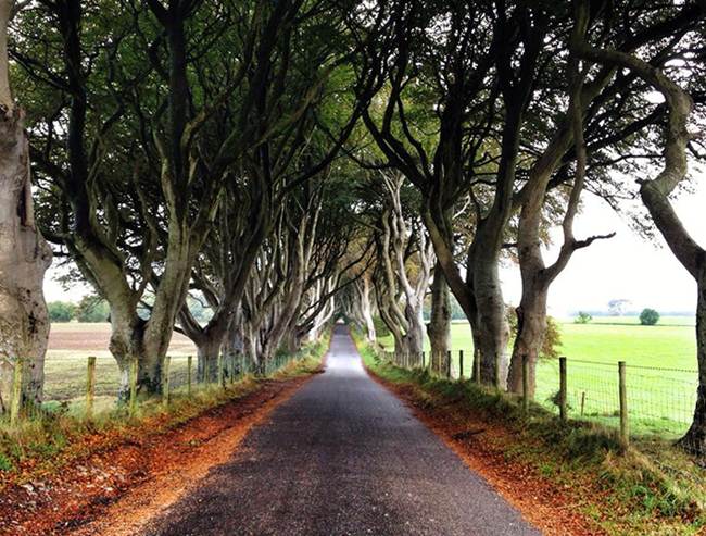 The Dark Hedges Aka Dark And Mysterious Alley In Ireland