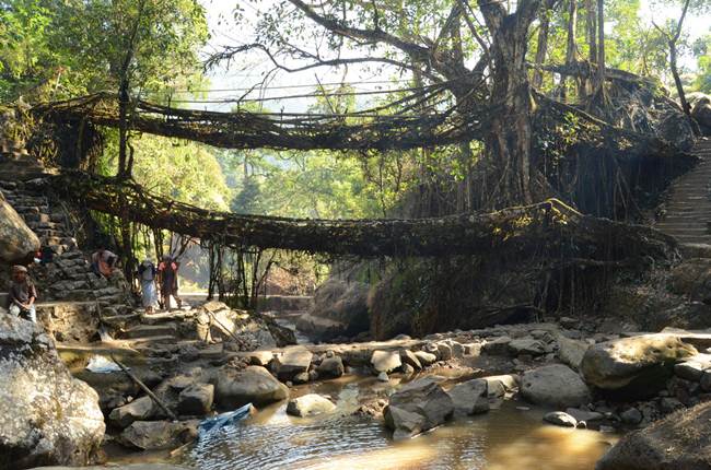 Naturally Grown Bridge In Cherrapunji, India